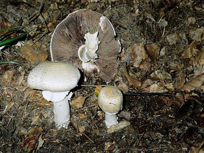 Riesen-Champignon