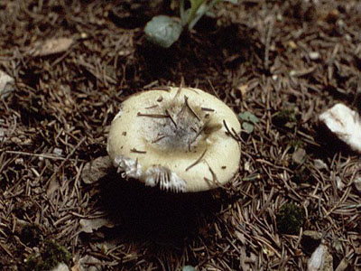 Grasgrner Tubling