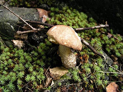 Gebirgs-Birkenpilz