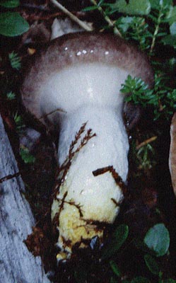 Groer Gelbfu