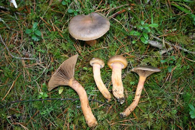 Kupferroter Gelbfuß