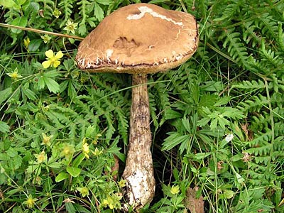 Hainbuchen-Rauhfuß