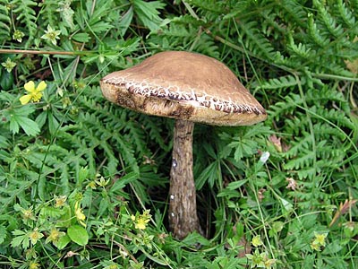 Hainbuchen-Rauhfuß