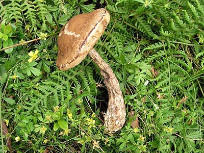 Hainbuchen-Rauhfuß