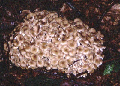 Eichhase