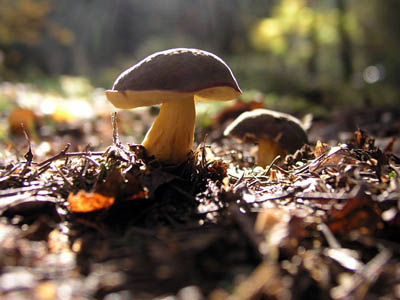 Herbstrotfuß