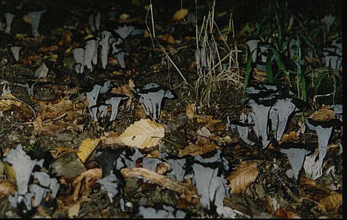 Herbsttrompete