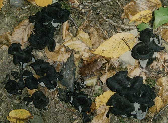 Herbsttrompete