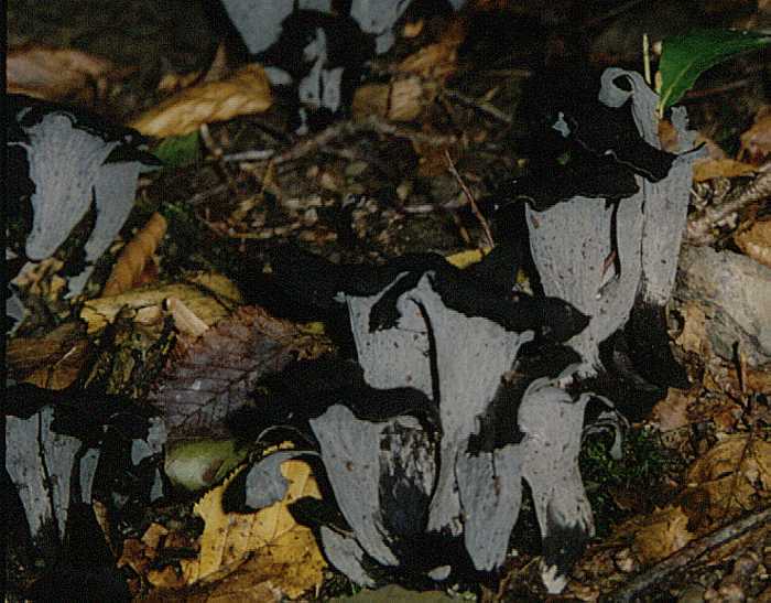 Herbsttrompete