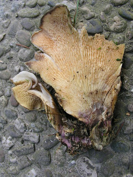 M-K var. Ionipus