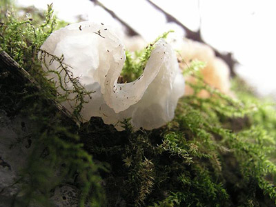 Judasohr (Albinoform)