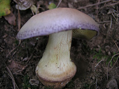 Cortinarius spec.