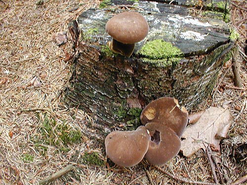 Samtfukrempling