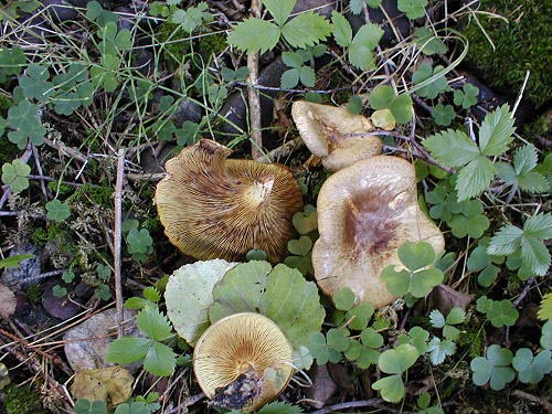 Erlenkrempling