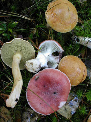 rosenroter Gelbfu