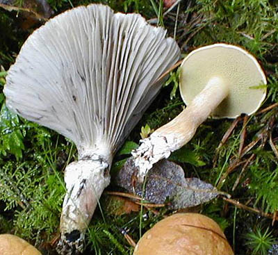 Kuhrhrling