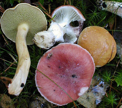 rosenroter Gelbfu