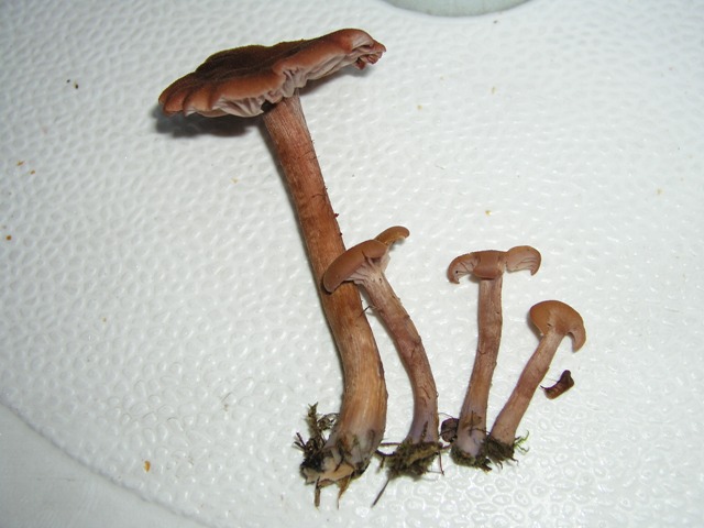zweifarbiger Lacktrichterling