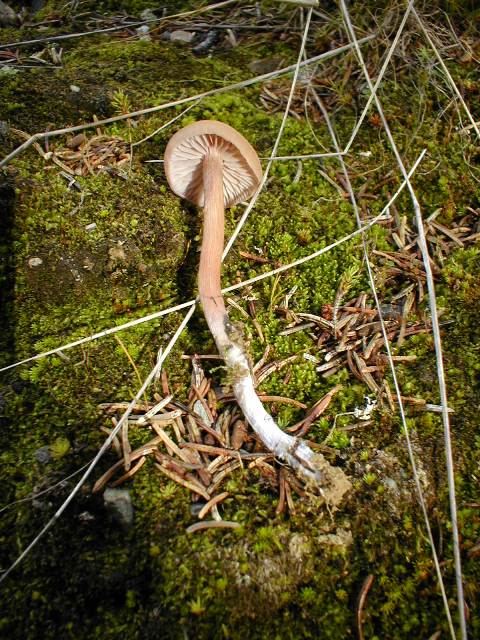 zweifarbiger Lacktrichterling