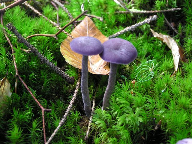 Amethystfarbiger Lacktrichterling