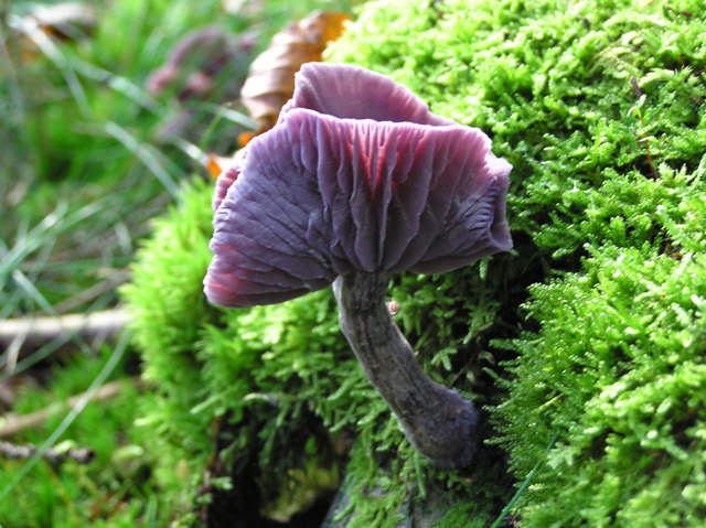 Amethystfarbiger Lacktrichterling