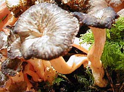 Duftender Leistling/Starkriechender Pfifferling/Goldstieliger Leistling