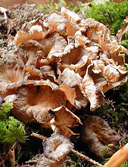 Duftender Leistling