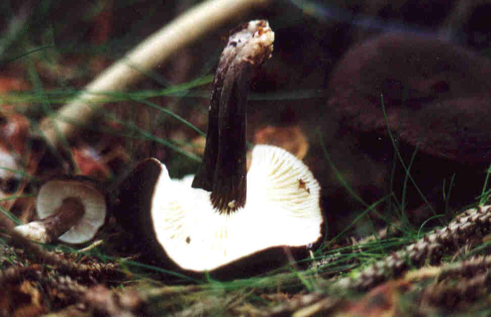 Mohrenkopfmilchling