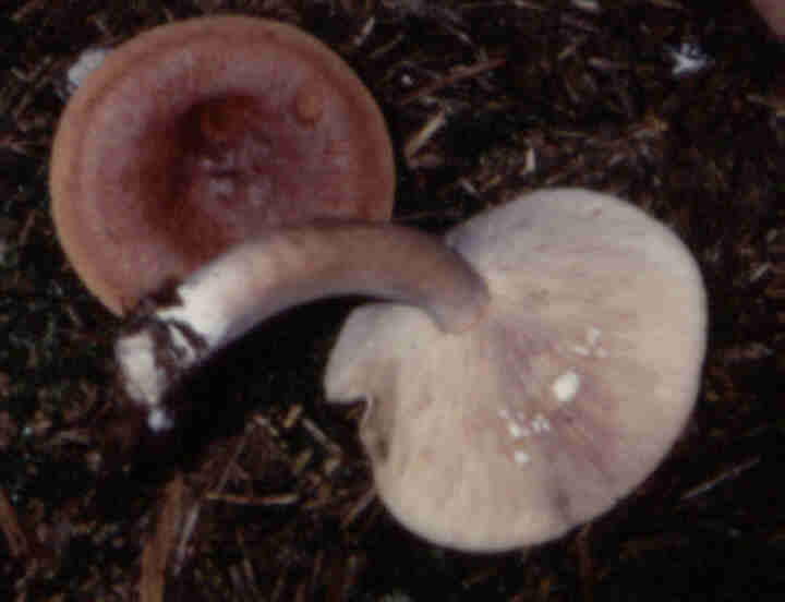 Rotbrauner Milchling