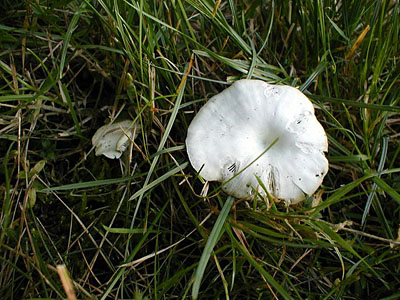 Feldtrichterling