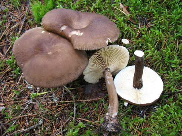 Mohrenkopf-Milchling