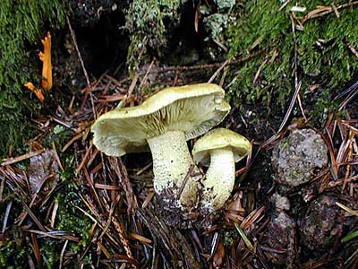 Olivbraune Ritterling