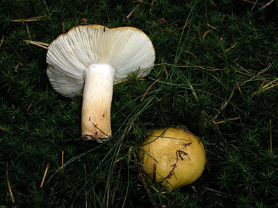Ockertubling