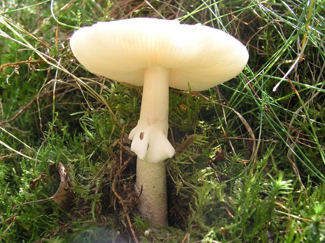 Porphyrbrauner Wulstling