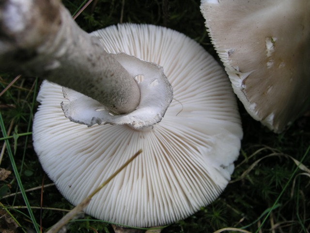 Porphyrbrauner Wulstling