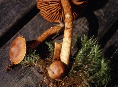 Spitzgebuckelter Raukopf