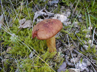 Orangefuchsiger Raukopf