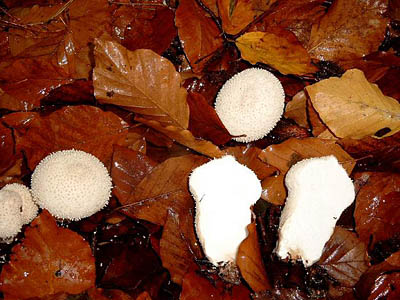 Flaschenbovist / Flaschenstubling
