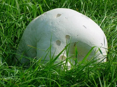 Riesenbovist Riesenstaubling