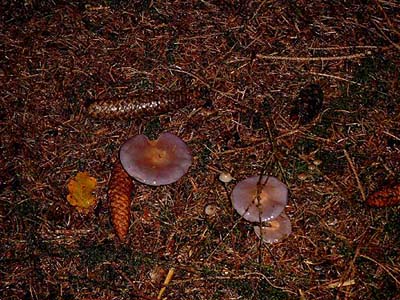 Violetter Rötelritterling