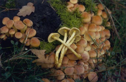 Grnblttriger Schwefelkopf