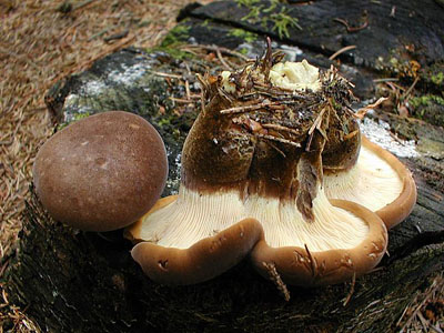 Samtfußkrempling