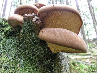 Samtfußkrempling