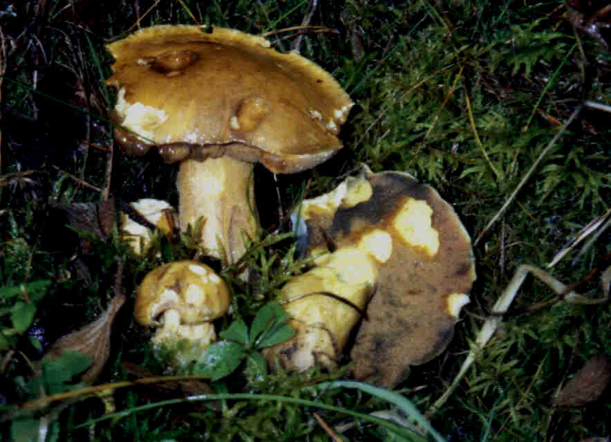 Sandröhrling