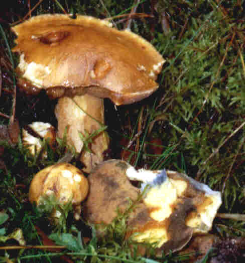Sandröhrling