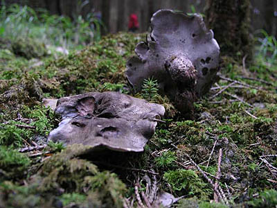 Rußgrauen Porling