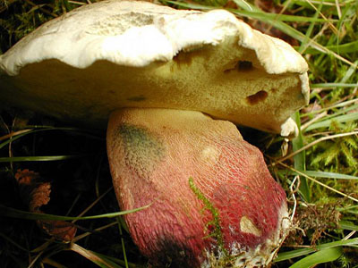 Schönfußröhrling