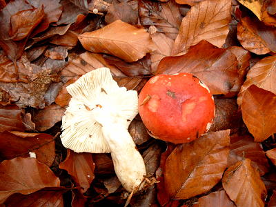 Buchen-Spei-Tubling