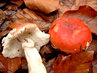 Buchen-Spei-Tubling