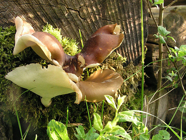 Schwarzroter Stielporling